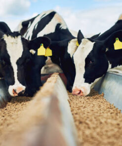 Animal feed